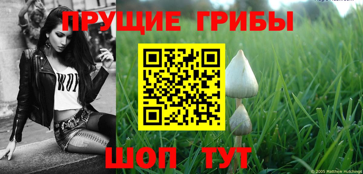 Черногорск  Галлюциногенные грибы Psilocybine cubensis  что такое   Вход с VPN 